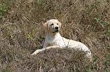 LABRADOR 114